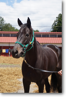 クレッシェンド