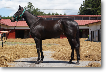 クレッシェンド