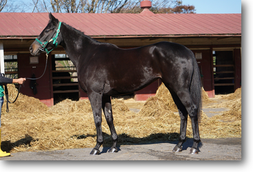 クレッシェンド