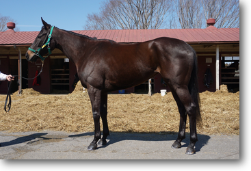 クレッシェンド